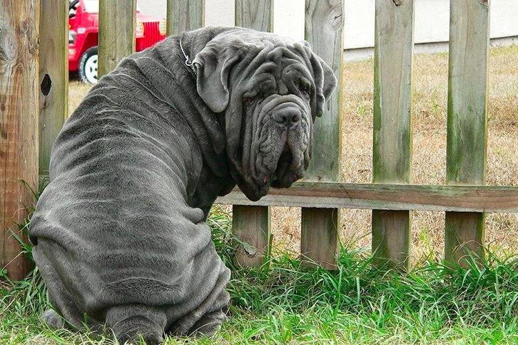 Неаполитанский мастиф - крупные породы собак