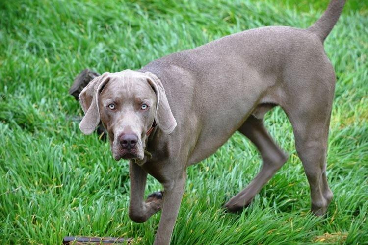 Веймаранер - крупные породы собак