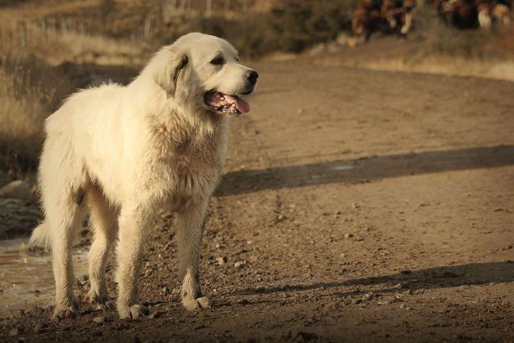 Акбаш - Крупные породы собак