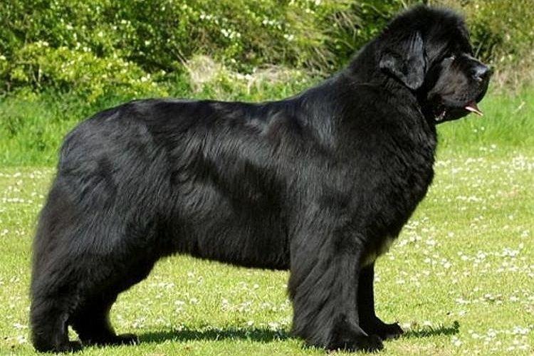 Ньюфаундленд - крупные породы собак