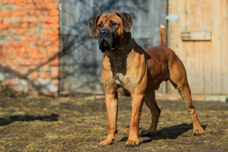 Тоса-ину - крупные породы собак