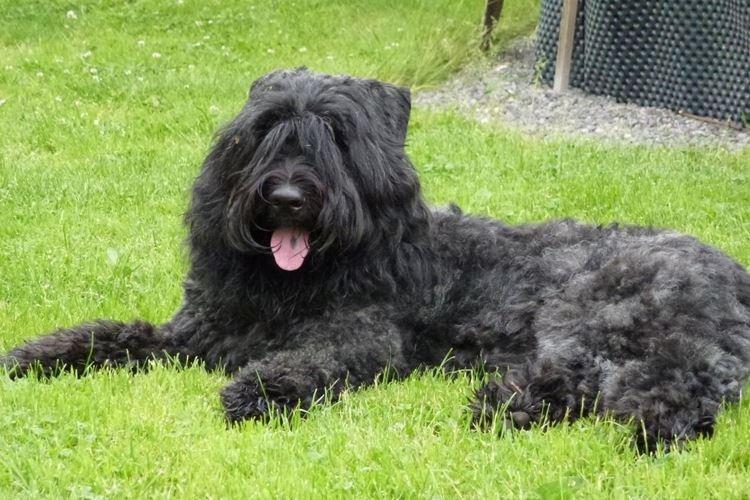 Фландрский бувье - Крупные породы собак