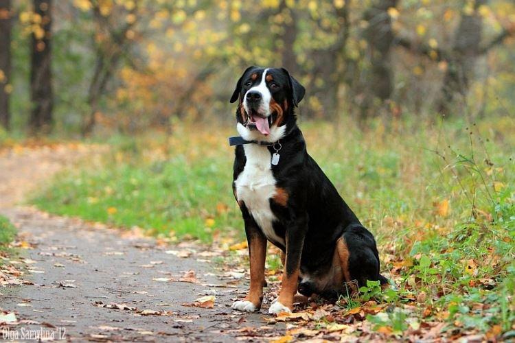 Большой швейцарский зенненхунд — крупные породы собак