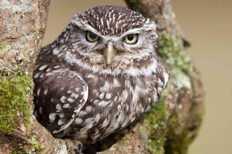 Маленькая сова Маленькая сова