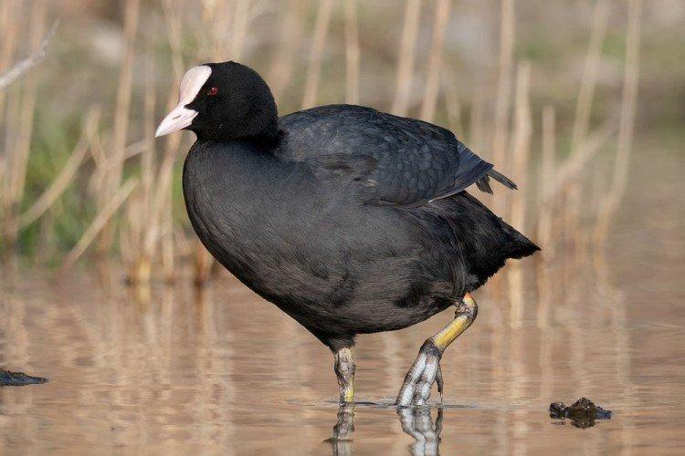 Лысуха Лысуха