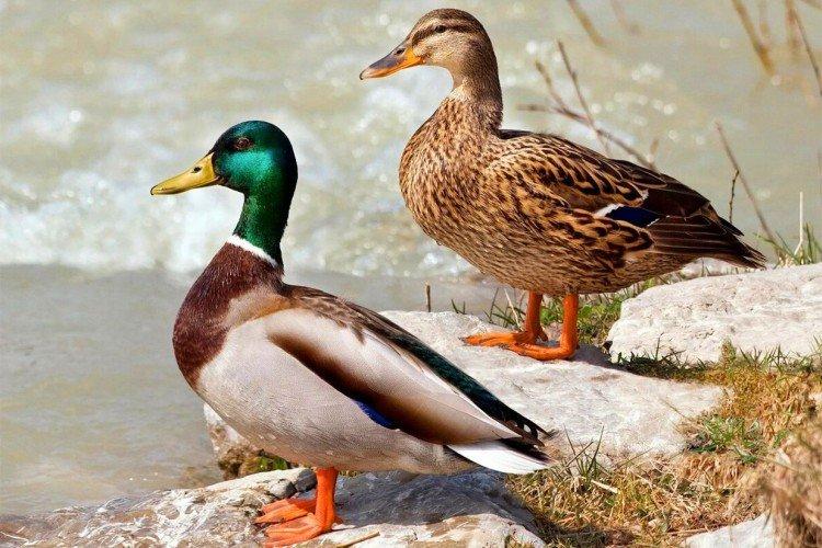 Кряква Кряква