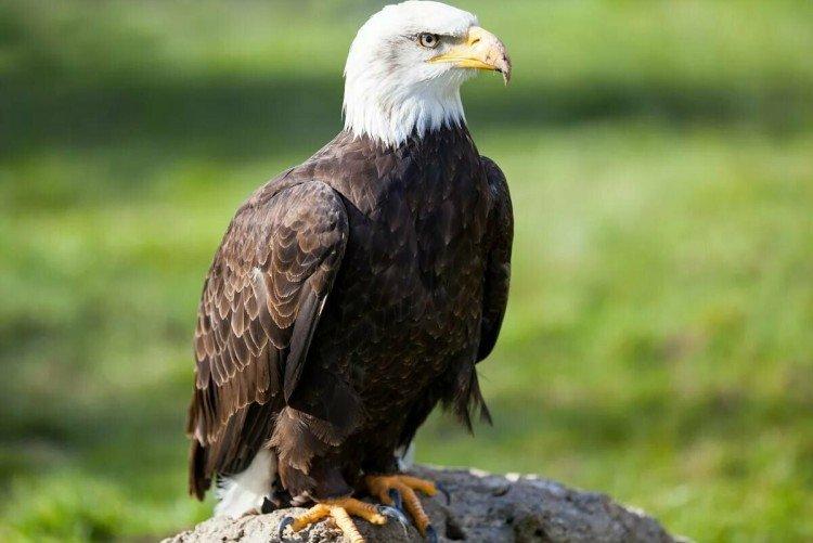 Морской орел Морской орел