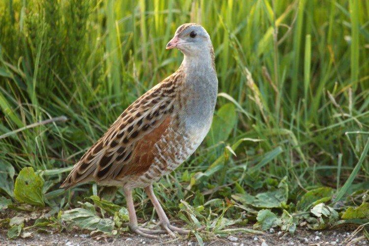 Коростель Коростель