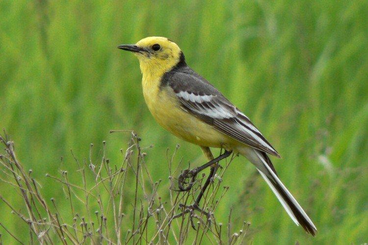 Бегущий хвост Бегущий хвост