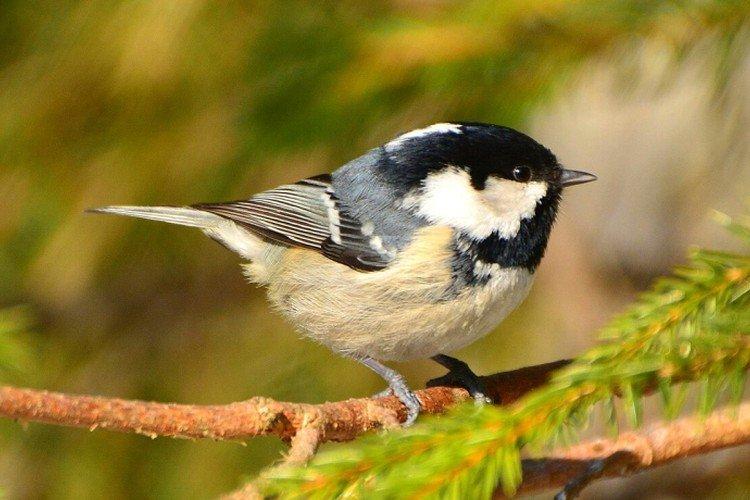 Московка Московка