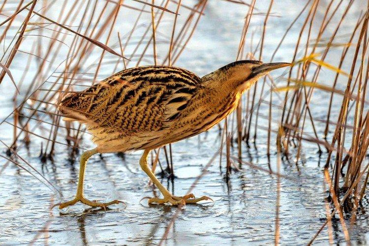 Горький Горький