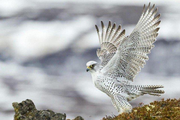 Мерлин Мерлин