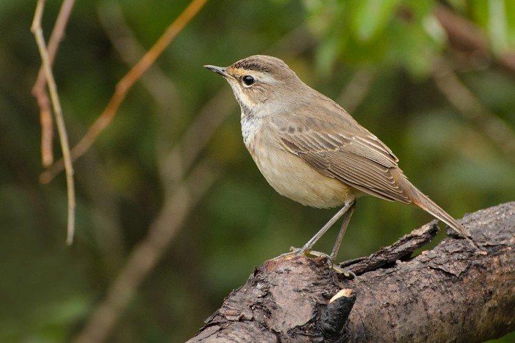Соловей Соловей