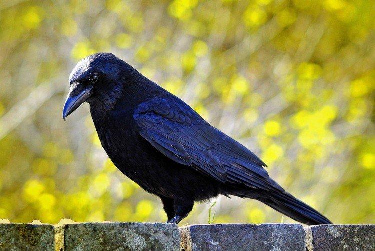 Ворона Ворона