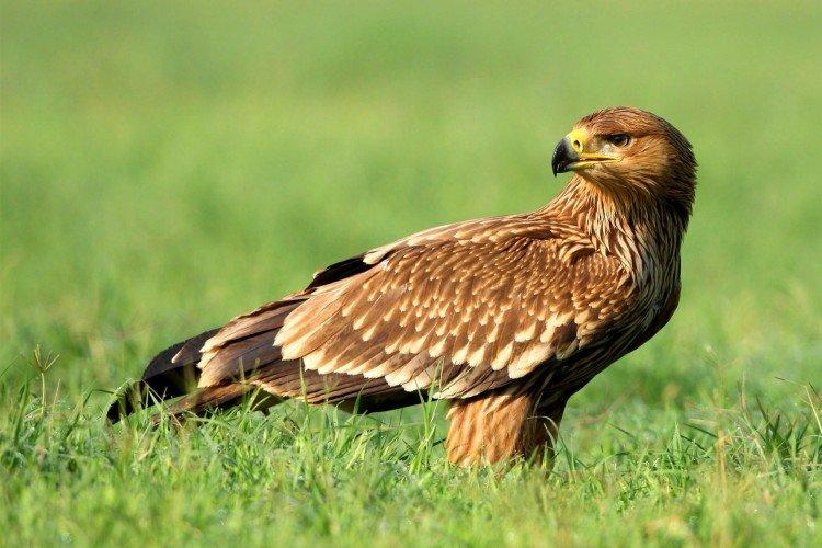 Кладбище Кладбище