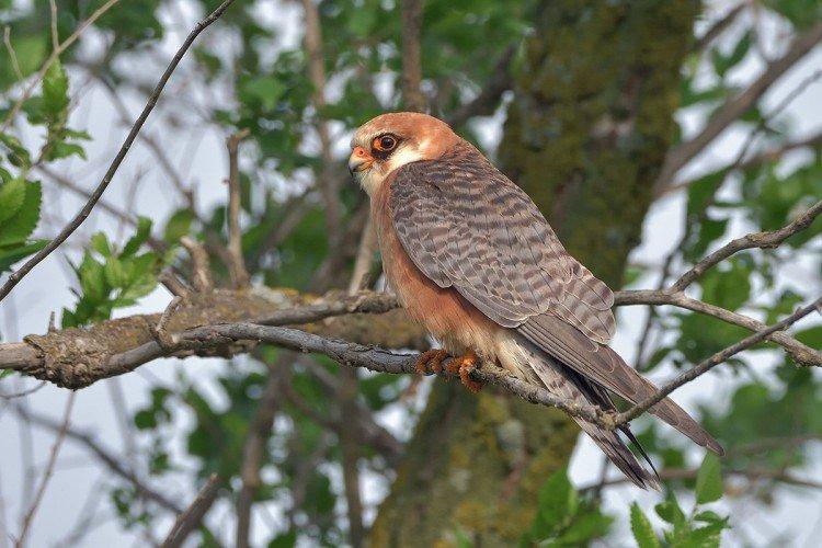 Кобчик Кобчик