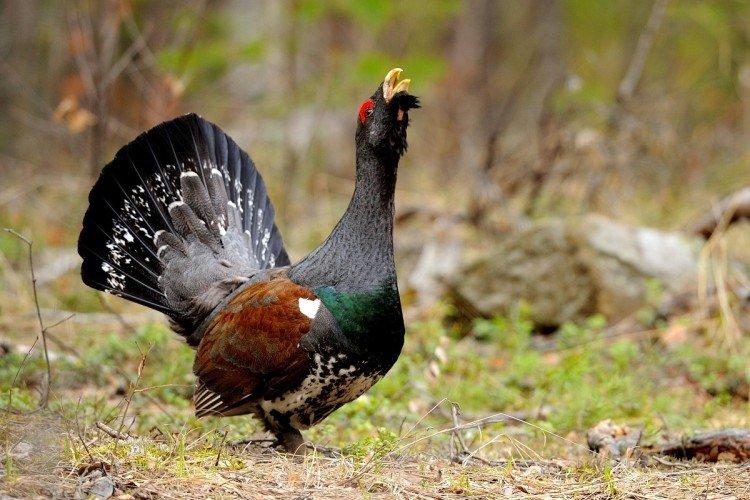 Глухарь Глухарь