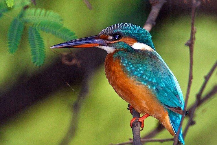 Зимородок Зимородок