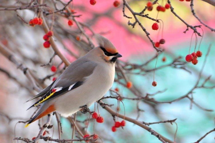 Восковое крыло Восковое крыло