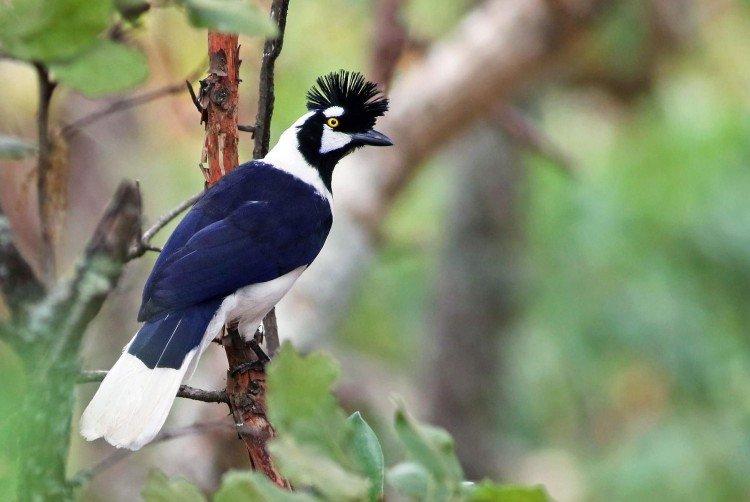 Хохлатая разноцветная сойка Хохлатая разноцветная сойка