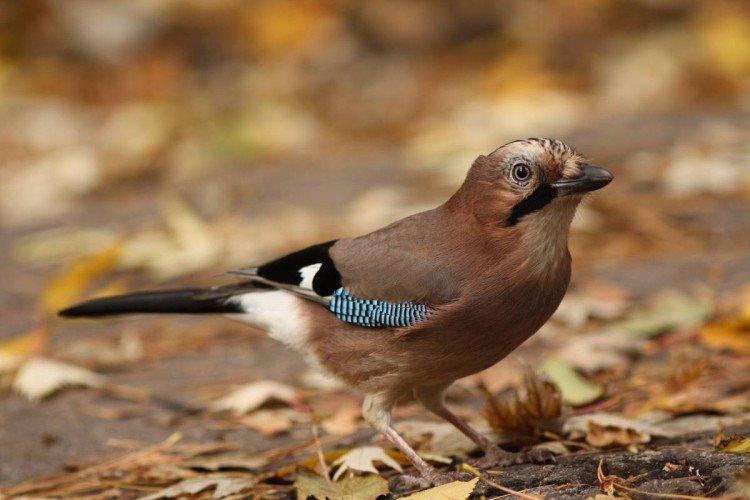 Места обитания Места обитания