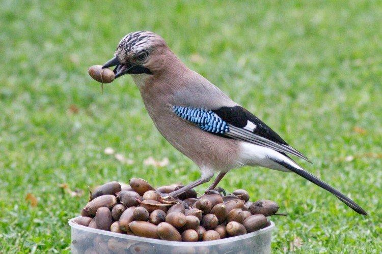 Диета Диета