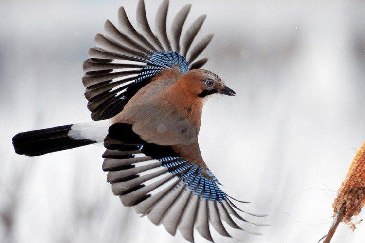 Зимовка Зимовка