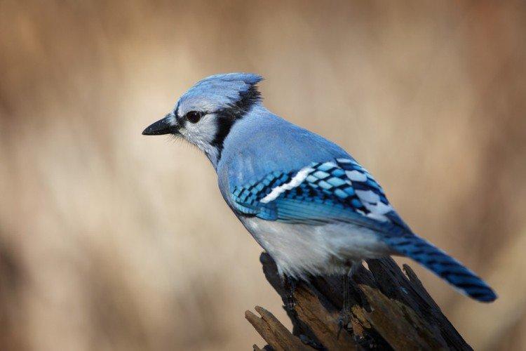 Естественные враги Естественные враги