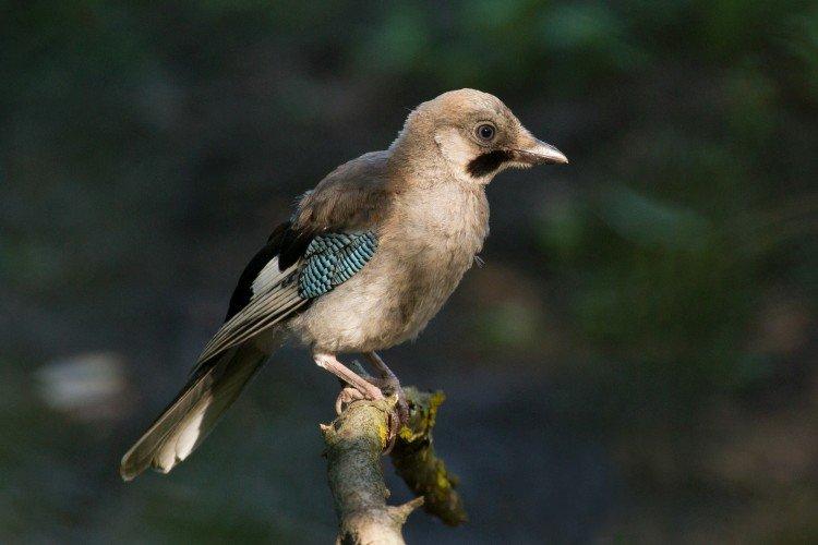 Молодые особи: отличия