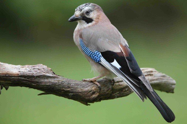 Сколько живут сойки Сколько живут сойки