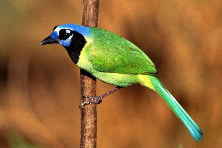 Зеленая сойка Зеленая сойка