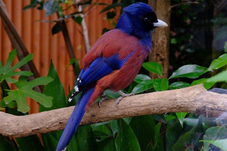 Украшенная сойка Украшенная сойка