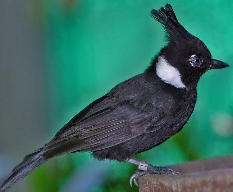 Хохлатая малайская сойка Хохлатая малайская сойка