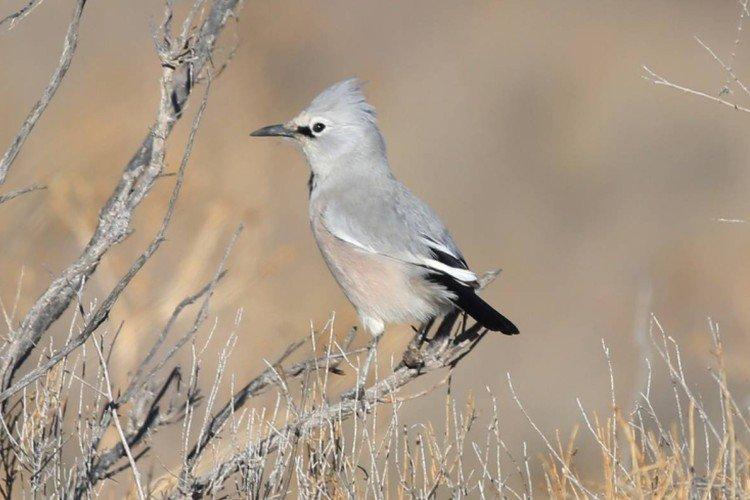 Саксаульная сойка Саксаульная сойка