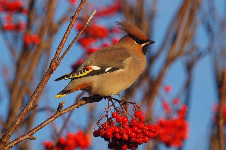 Места обитания Места обитания