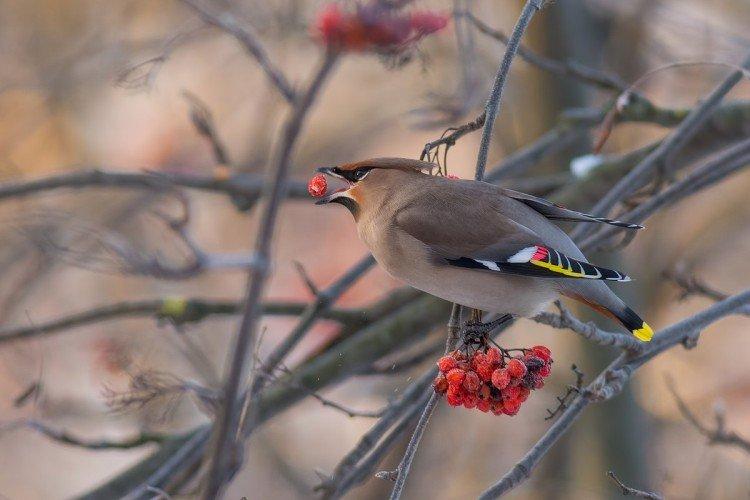 Диета Диета