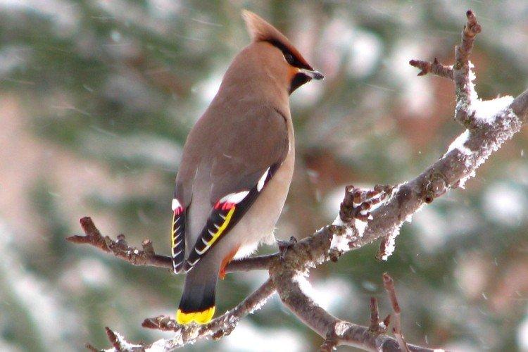 Зимовка Зимовка