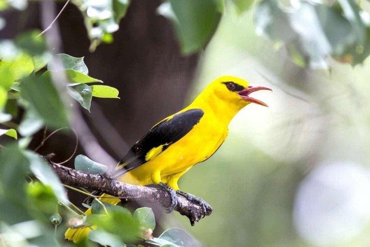 Внешний вид иволги