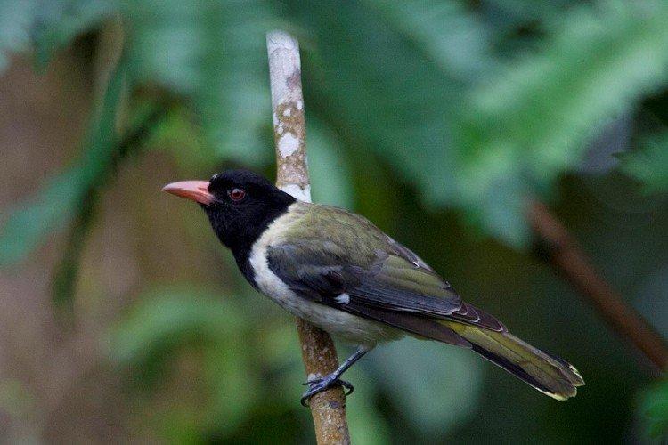 Крупноклювая иволга