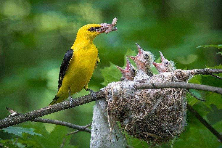 Разведение иволги