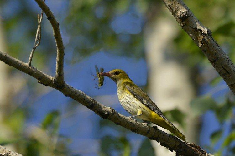 Самцы и самки иволги: различия