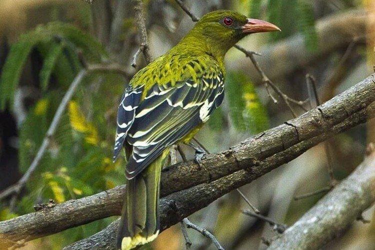 Зеленоголовая иволга