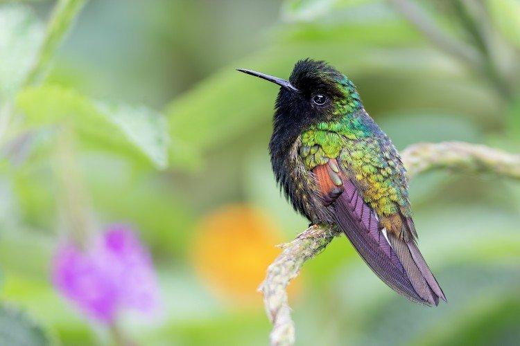 Естественные враги Естественные враги