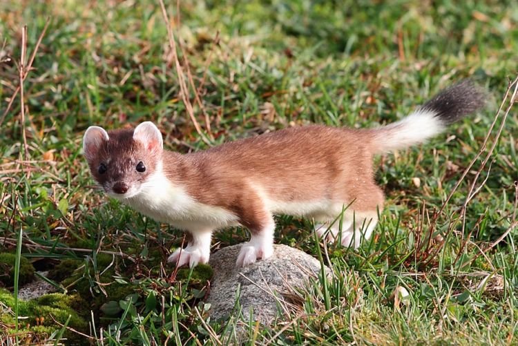 Естественные враги Естественные враги