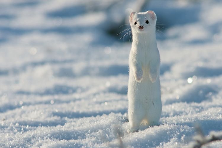 Виды горностаев Виды горностаев