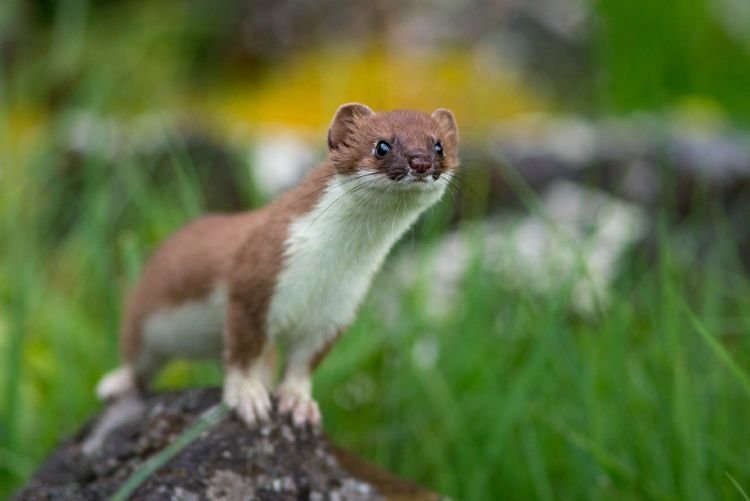 Среда обитания горностая Среда обитания горностая