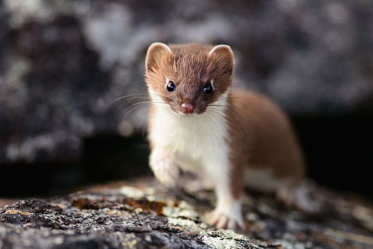 Диета Диета