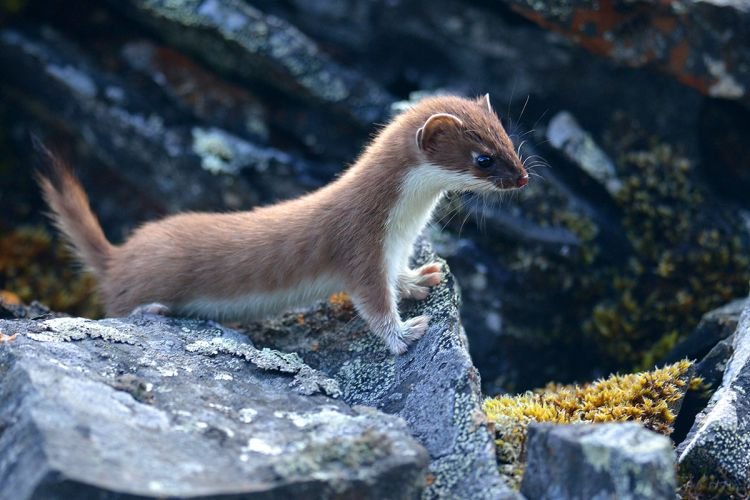 Зимовка Зимовка