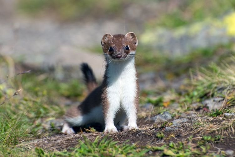 Миграции горностая Миграции горностая