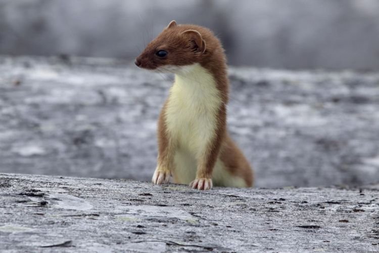 Разведение горностая Разведение горностая